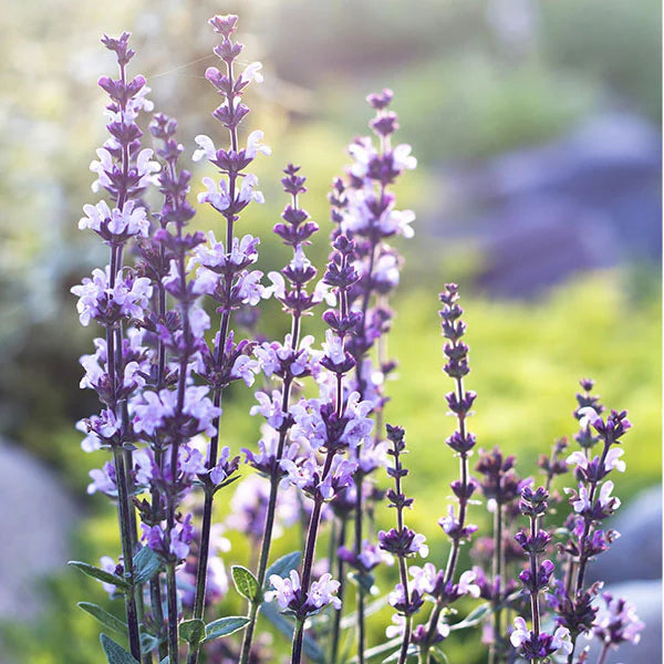 Ingredient Image 3
