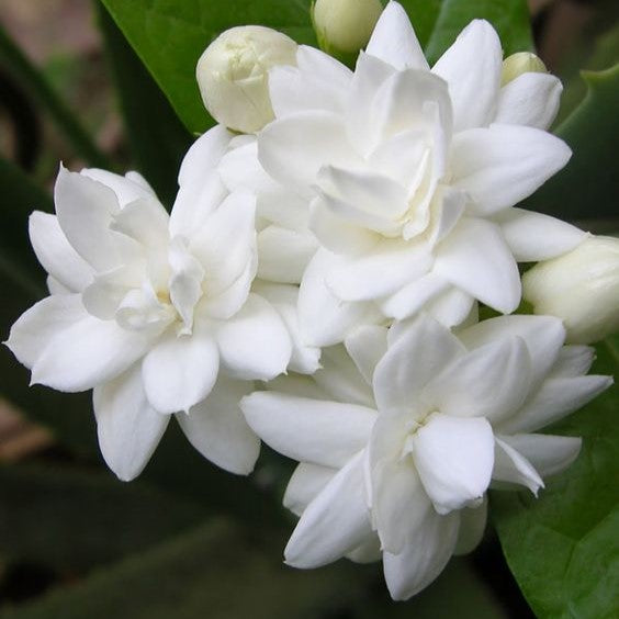 Ingredient Image 2