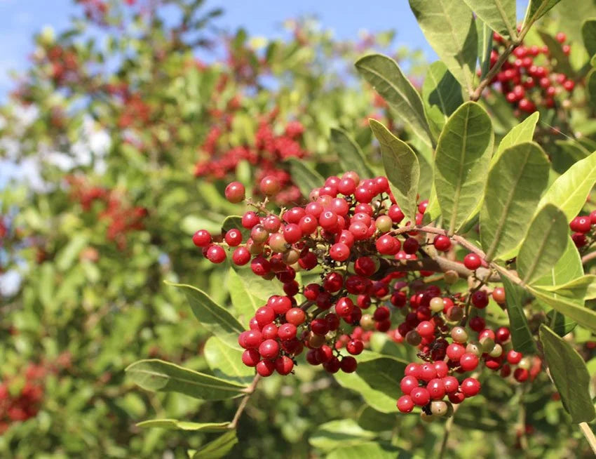 Ingredient Image 1