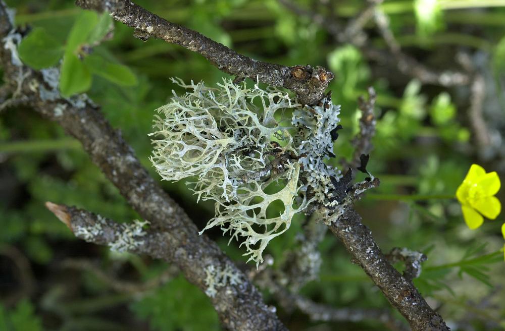 Ingredient Image 3