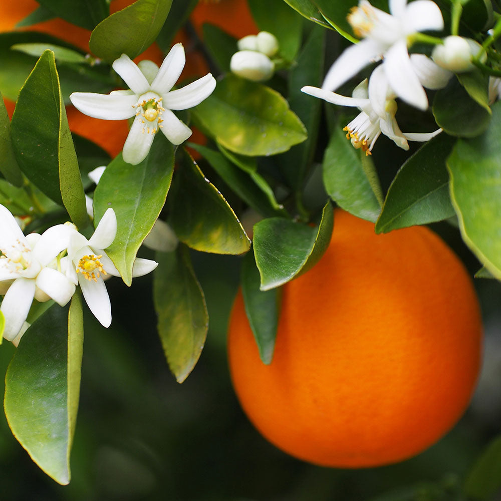 Ingredient Image 1