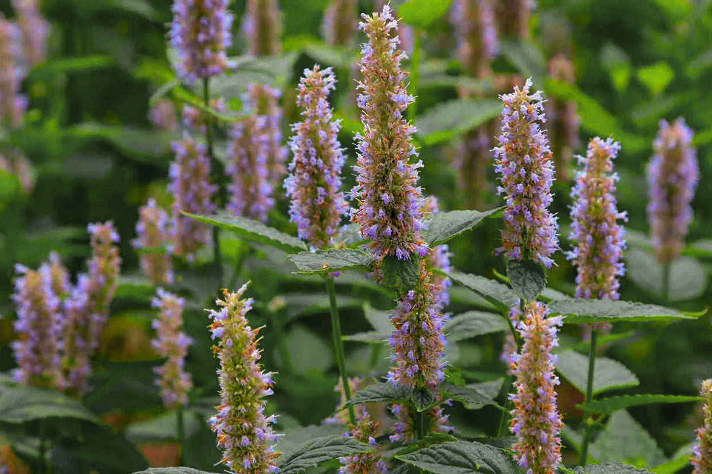 Ingredient Image 1