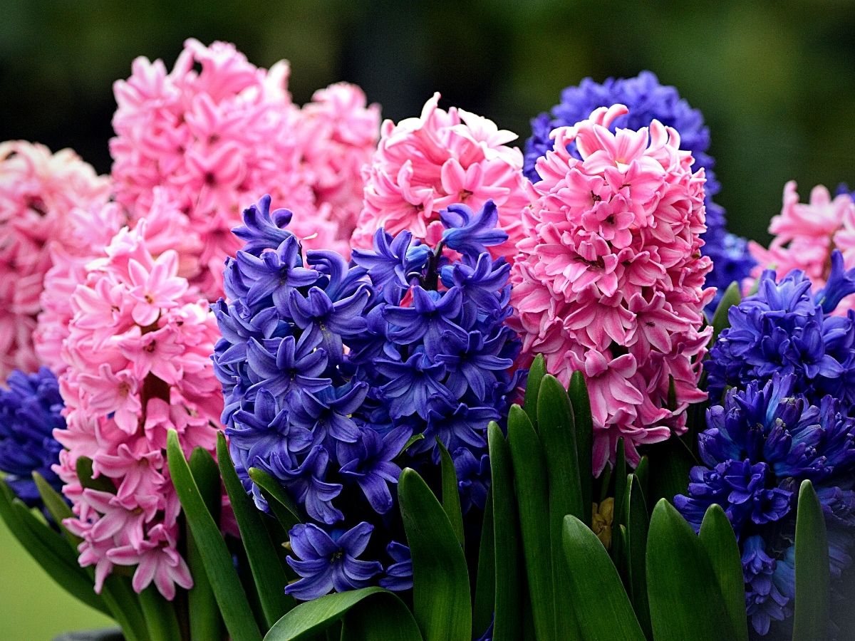 Ingredient Image 1