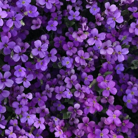 Ingredient Image 3
