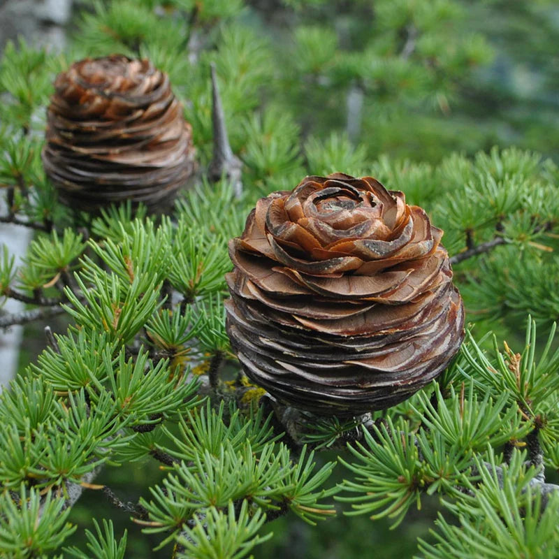 Ingredient Image 1