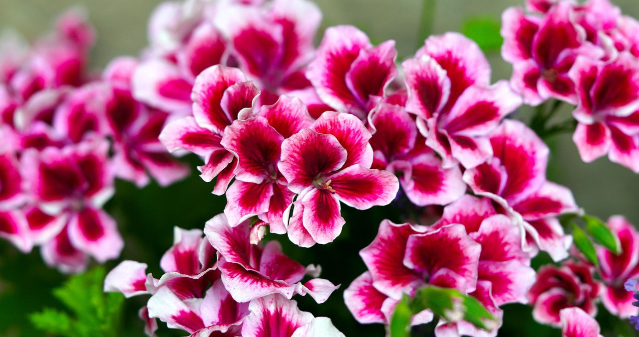 Ingredient Image 2