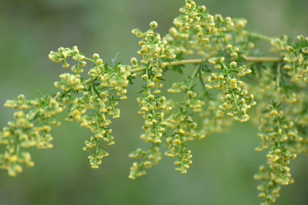 Ingredient Image 1