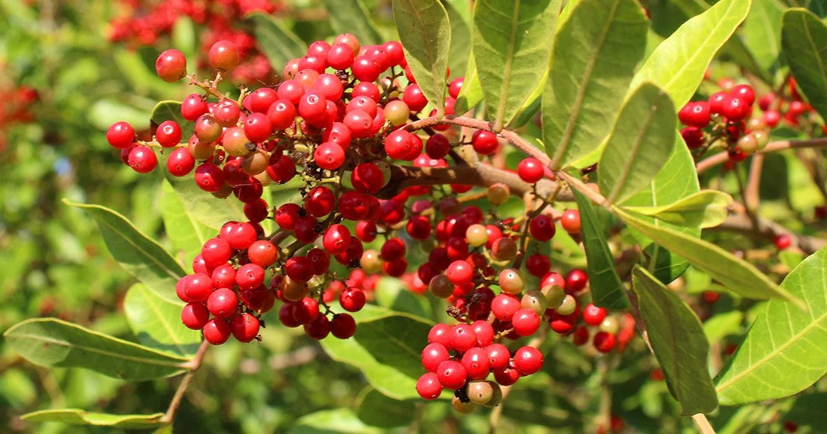 Ingredient Image 1